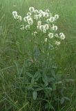 Trifolium montanum