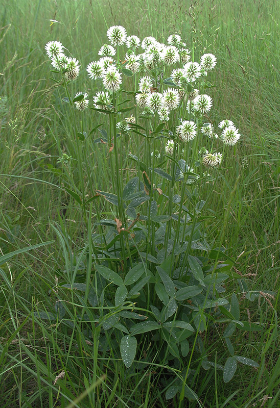 Изображение особи Trifolium montanum.