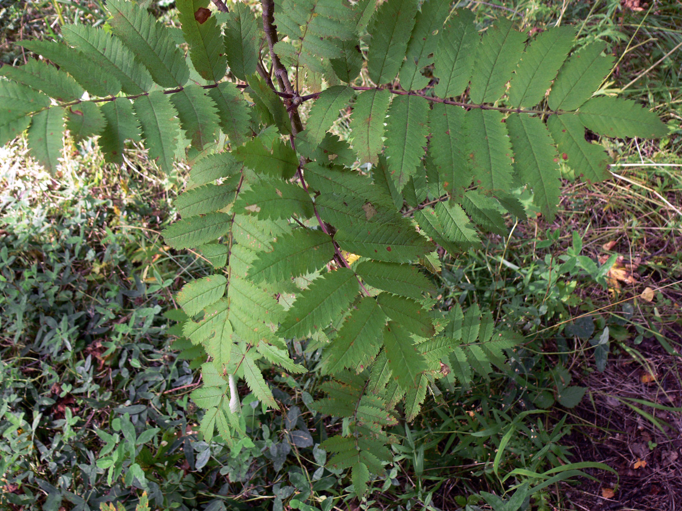 Изображение особи Sorbus sibirica.