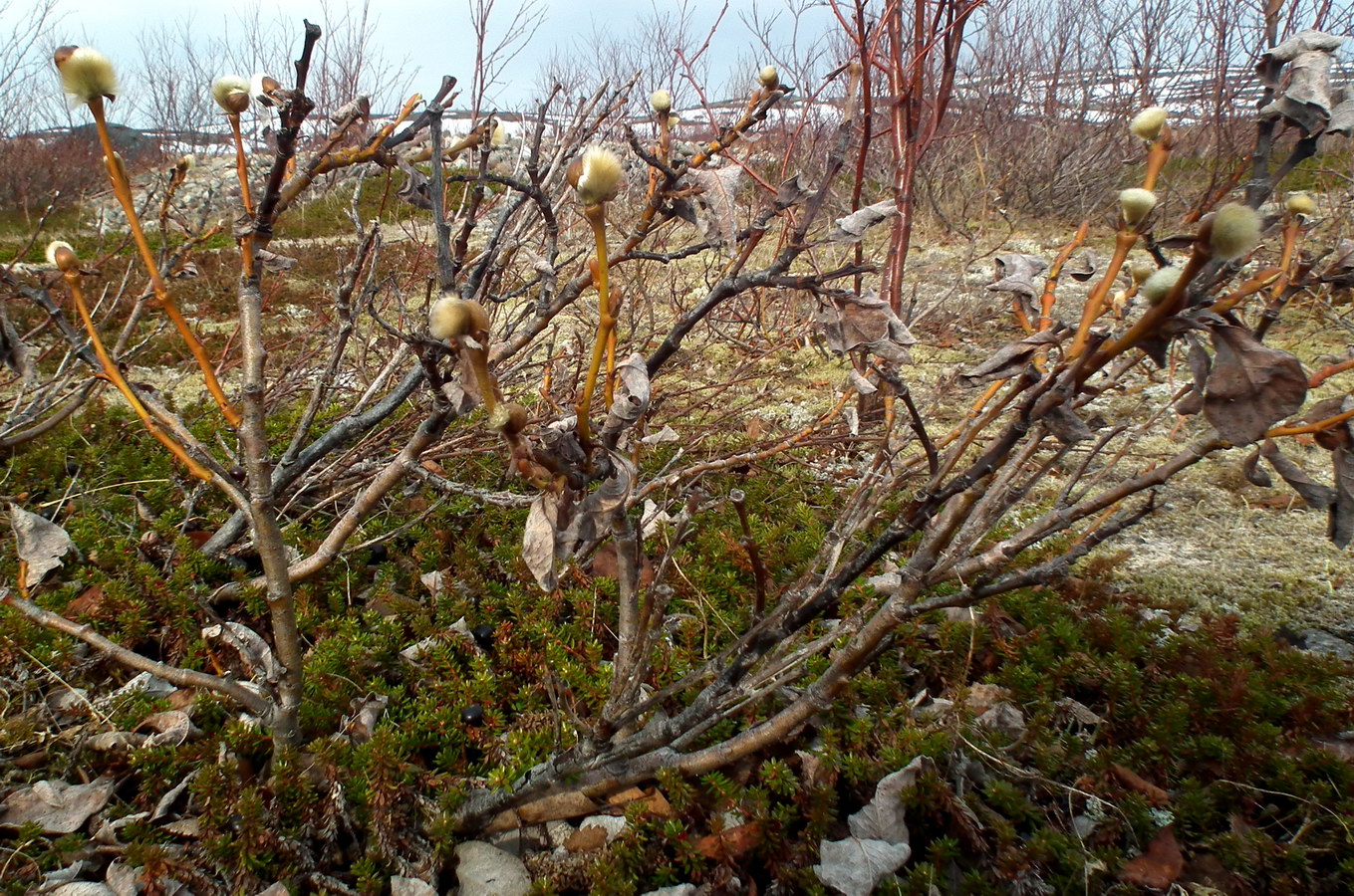 Изображение особи Salix lanata.