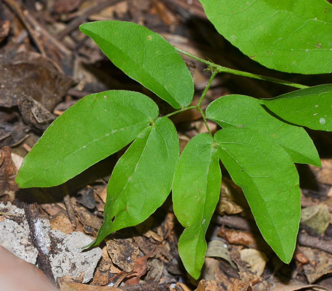 Image of Calliandra tergemina var. emarginata specimen.