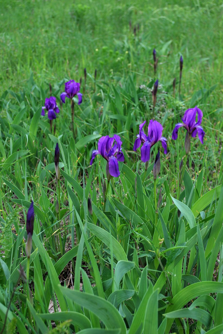 Изображение особи Iris aphylla.