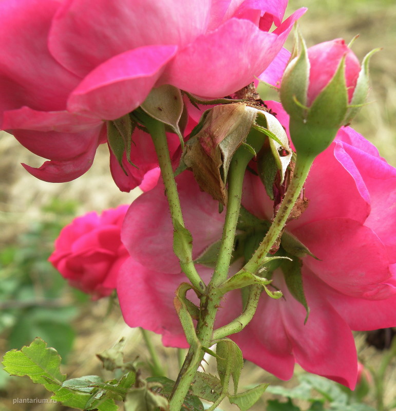 Image of Rosa damascena specimen.