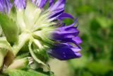 Campanula glomerata. Часть соцветия (соцветие разломано пополам, чтобы было видно чашечки). Республика Адыгея, г. Майкоп, восточная окраина города, сырой луг. 18.06.2016.