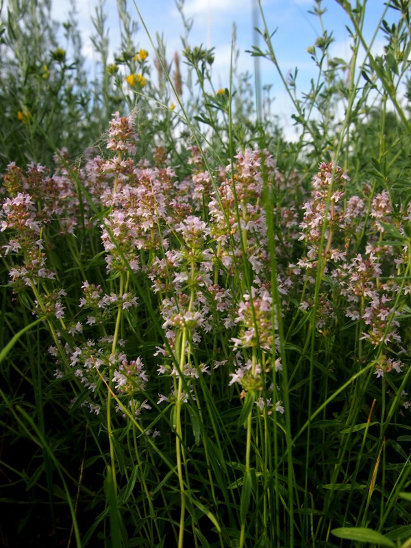 Изображение особи Thymus marschallianus.