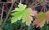 Geranium bohemicum. Лист. Республика Адыгея, Майкопский р-н, ок. 3 км к северу от пос. Гузерипль, южный склон горы Казачья, выс. ок. 1200 м н.у.м., в смешанном лесу (пихта, сосна, дуб) после пожара. 23.07.2016.