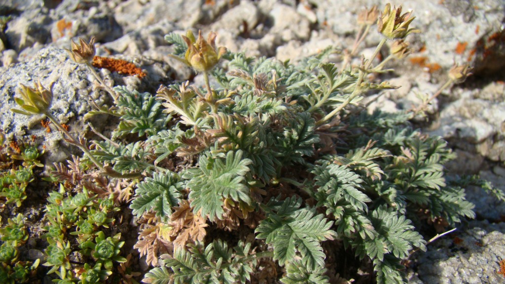 Image of Potentilla agrimonioides specimen.