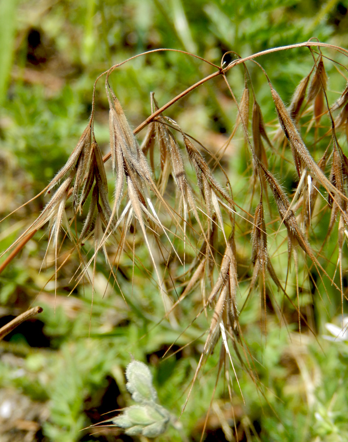 Image of Anisantha tectorum specimen.