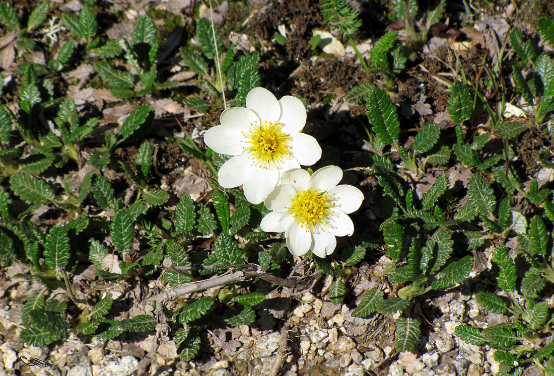 Изображение особи Dryas oxyodonta.