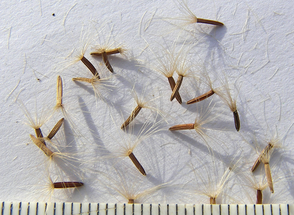 Image of Hieracium leptoprenanthes specimen.