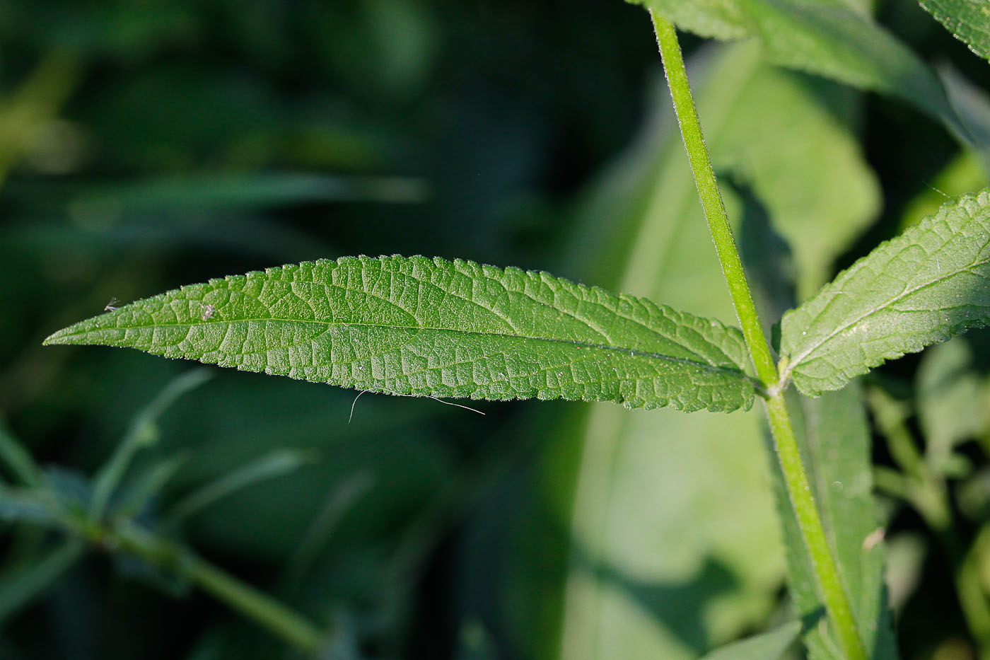 Изображение особи Stachys palustris.