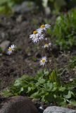 Bellis caerulescens. Цветущее растение. Мурманск, МАГУ, в культуре. 16.06.2016.