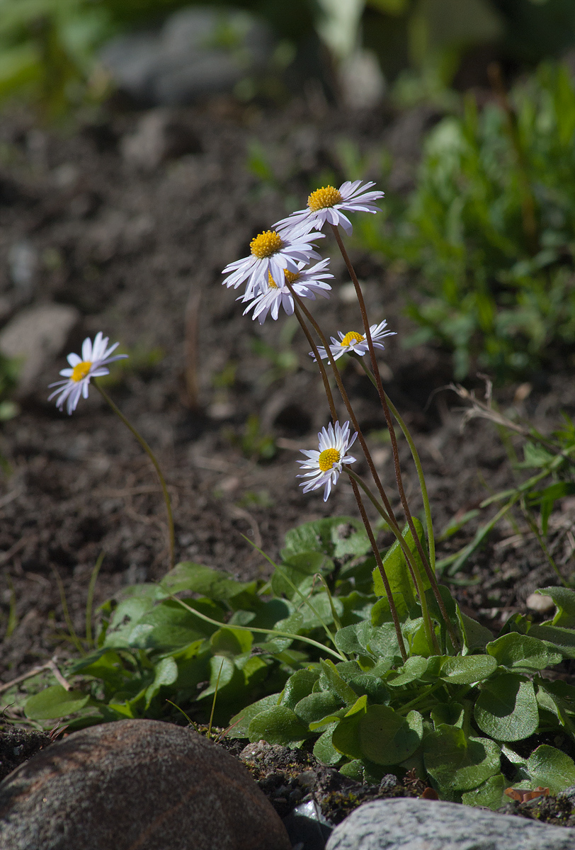 Image of Bellis caerulescens specimen.