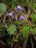 Soldanella montana