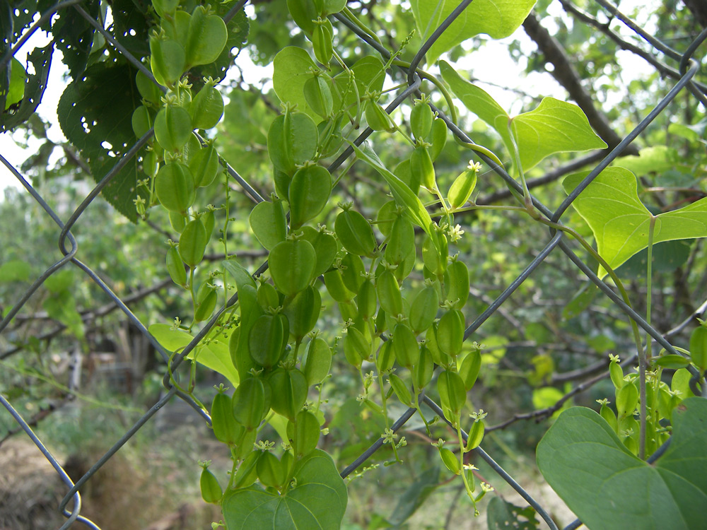 Image of Dioscorea japonica specimen.