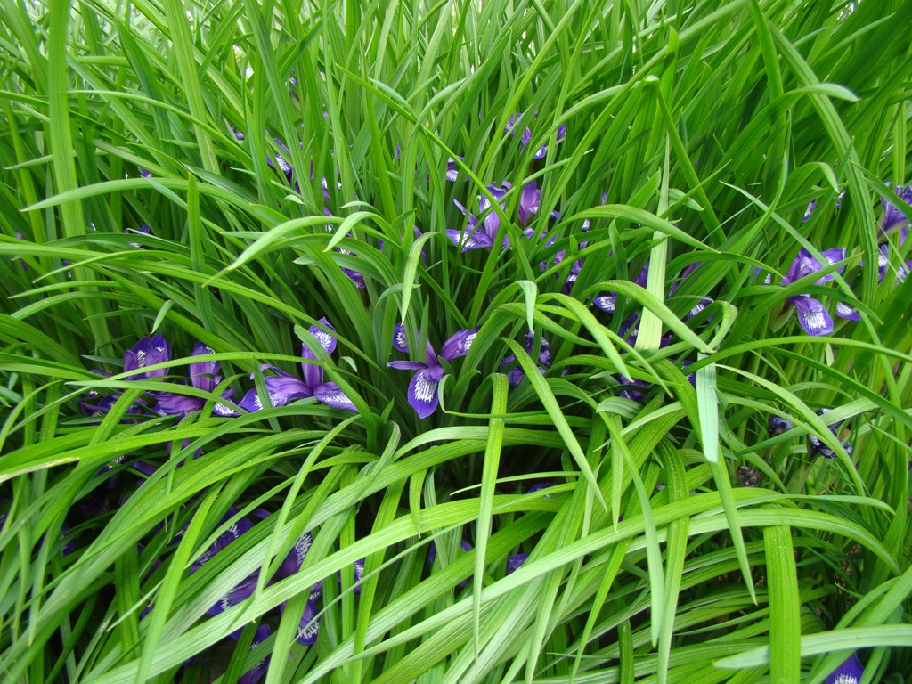 Image of Iris ruthenica specimen.