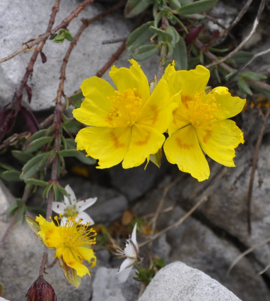 Image of Helianthemum nitidum specimen.