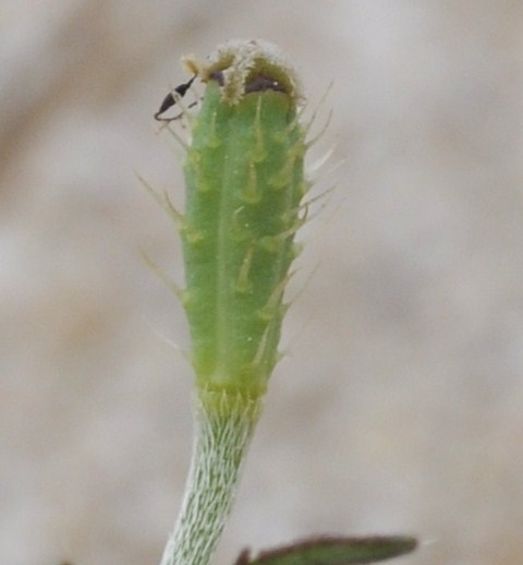 Image of Papaver nigrotinctum specimen.