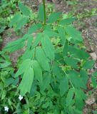 Смотреть изображение Thalictrum ussuriense
