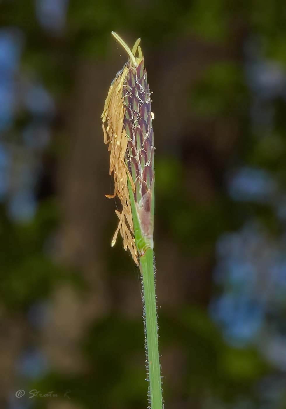 Image of Carex pilosa specimen.