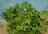 Geranium sibiricum. Цветущее растение в сообществе с Plantago major (листья справа). Пермский край, г. Пермь, Кировский р-н, у основания фундамента жилого дома. 27.05.2017.