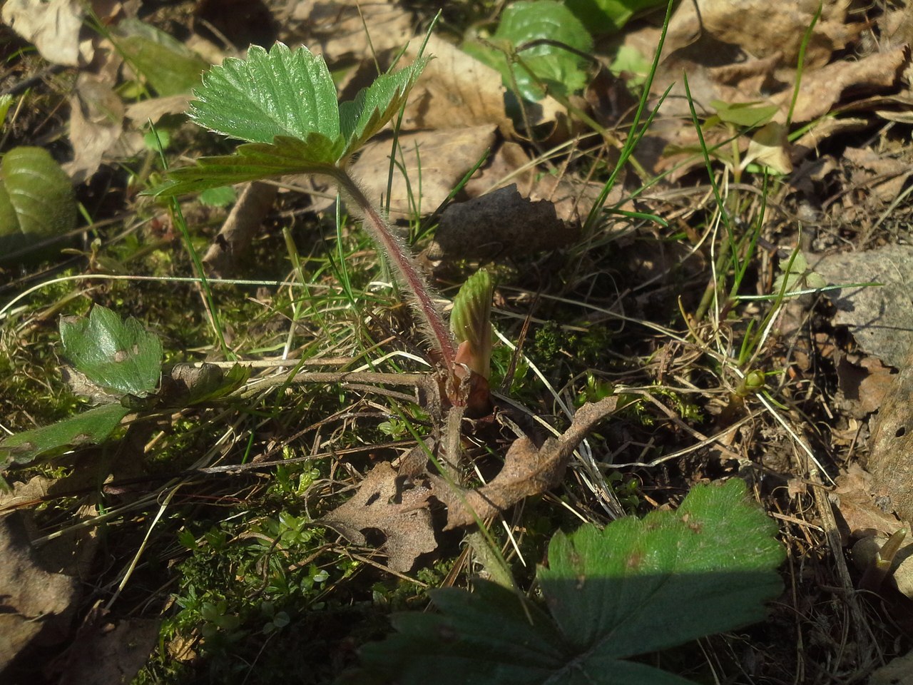 Image of Fragaria vesca specimen.