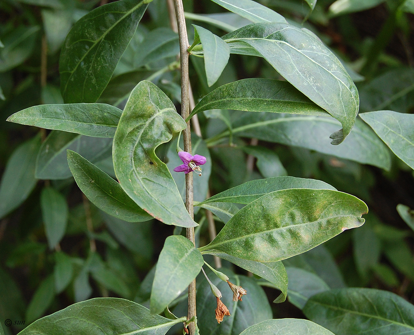 Image of Lycium barbarum specimen.