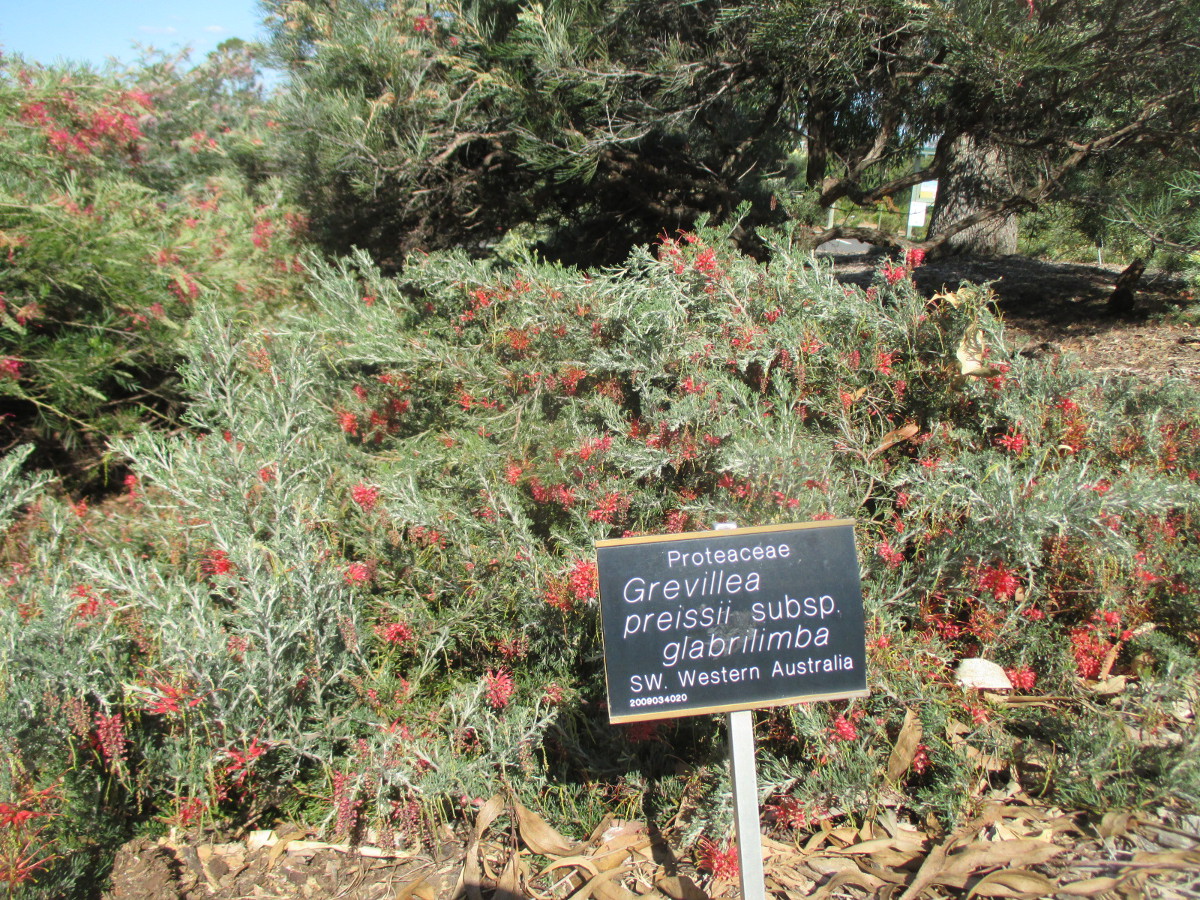 Image of Grevillea preissei ssp. glabrilimba specimen.