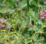 Centranthus ruber