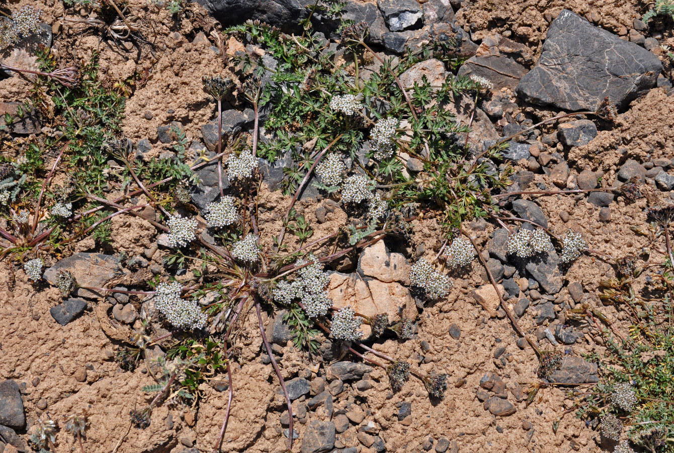 Image of Lomatocarpa albomarginata specimen.