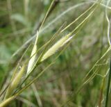 Stipa lessingiana. Зреющие плоды. Север Кубани, станица Шкуринская, остепнённый склон. 07.05.2010.