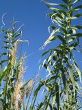 Arundo donax