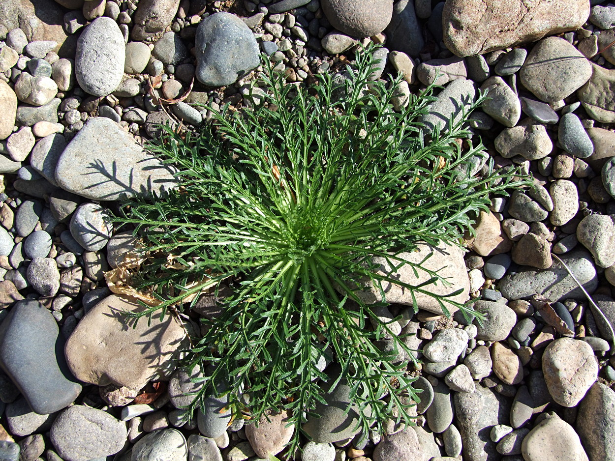 Image of Dontostemon pinnatifidus specimen.