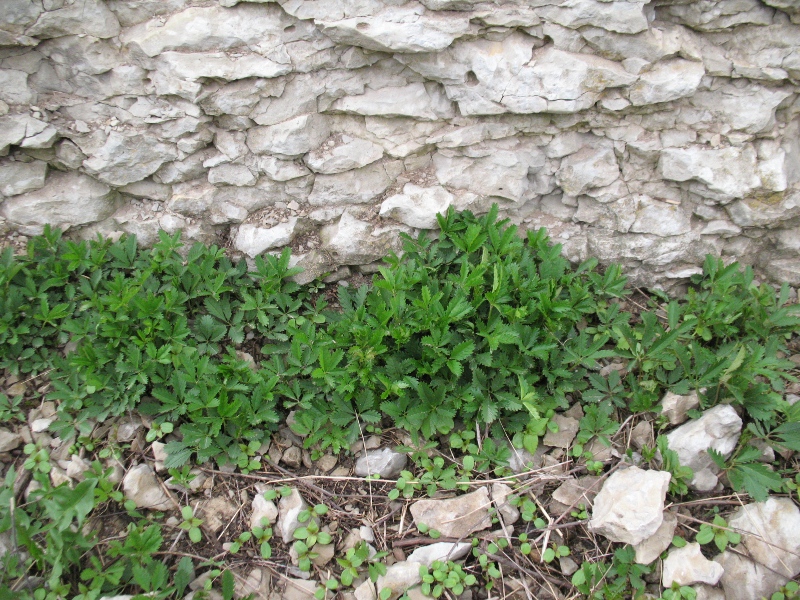 Image of Potentilla reptans specimen.