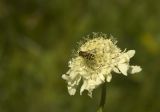 Cephalaria gigantea. Соцветие с сидящей мухой-журчалкой. Кабардино-Балкария, Эльбрусский р-н, южный склон Эльбруса, дорога, ведущая к Терскольской обсерватории. Июль 2002 г.