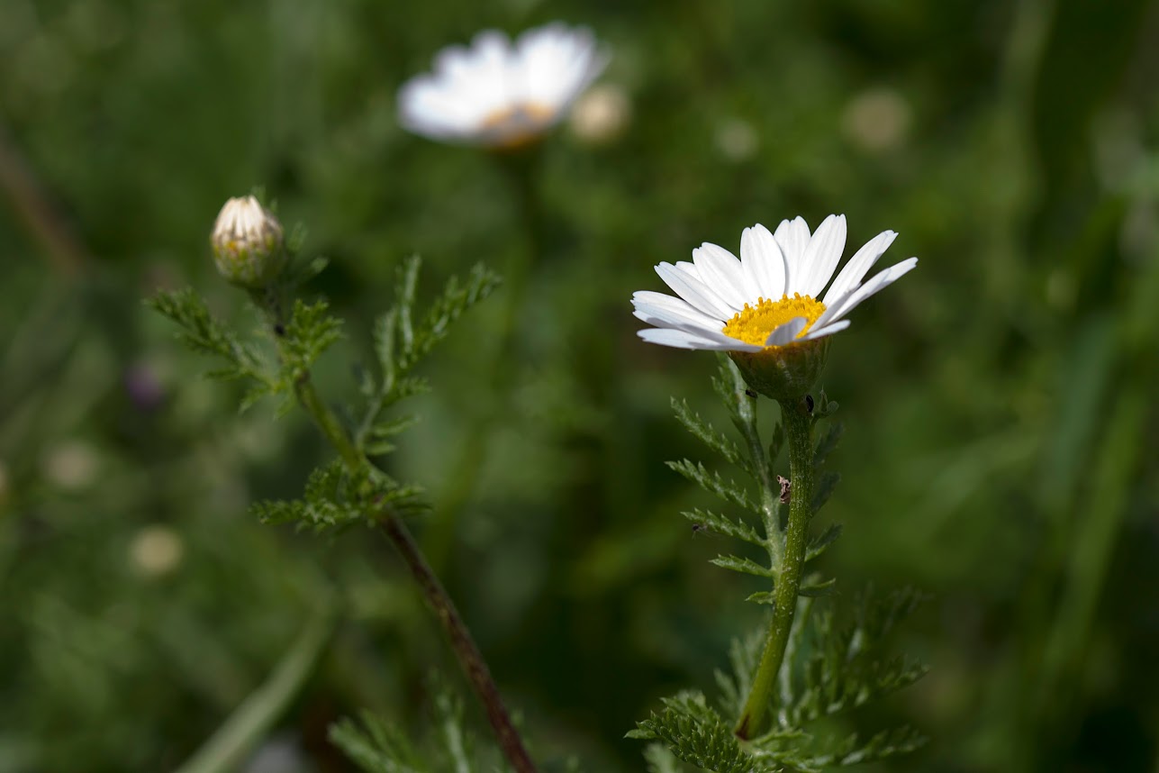 Изображение особи Anthemis palaestina.