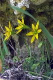 Gagea bulbifera. Цветущее растение. Крым, Керченский п-ов, гора Опук. 15.04.2018.