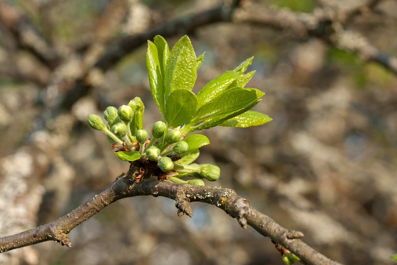 Image of Prunus domestica specimen.