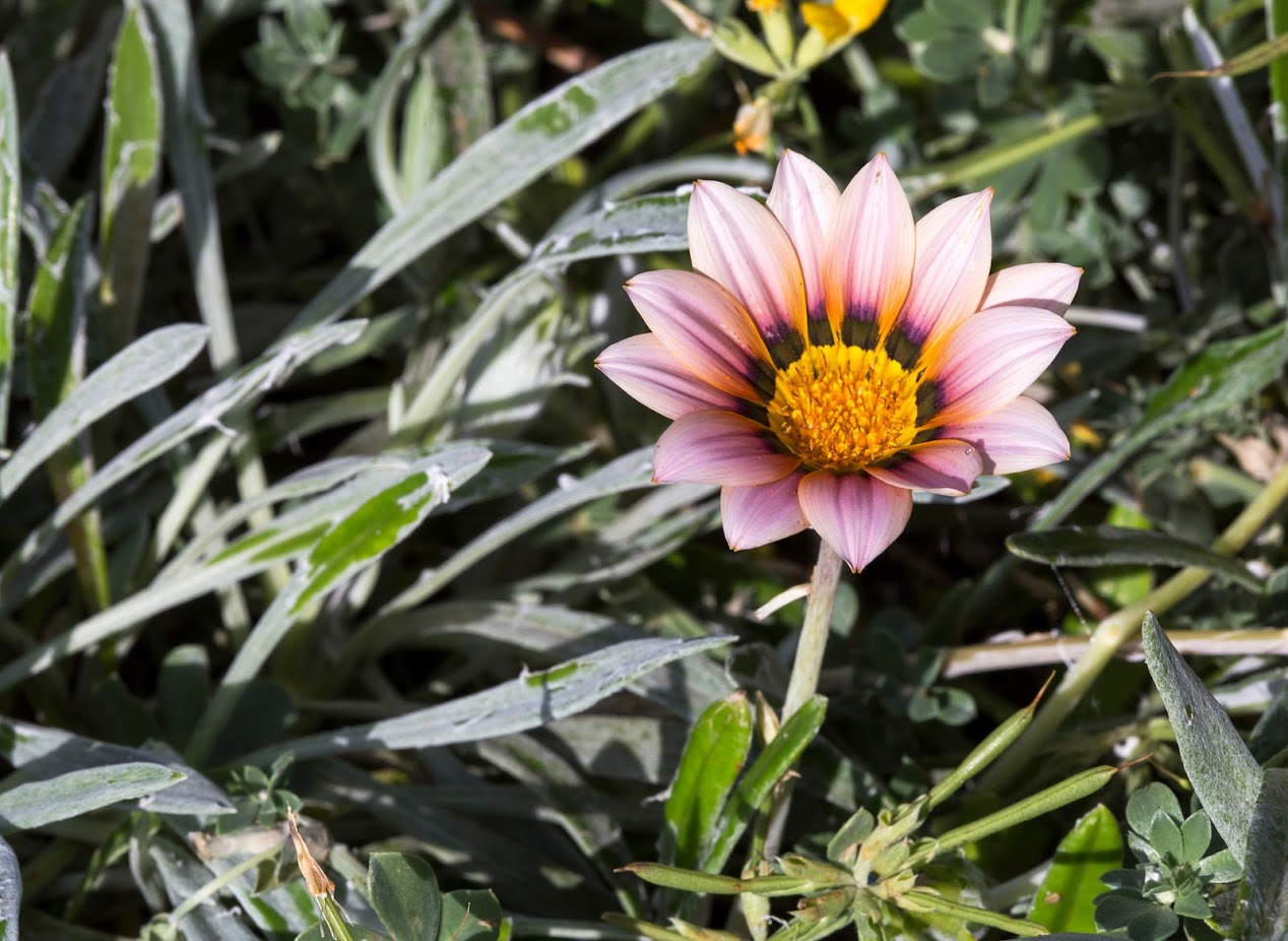 Image of genus Gazania specimen.