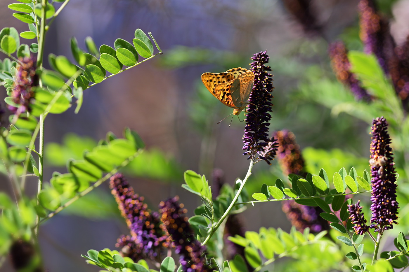 Image of Amorpha fruticosa specimen.