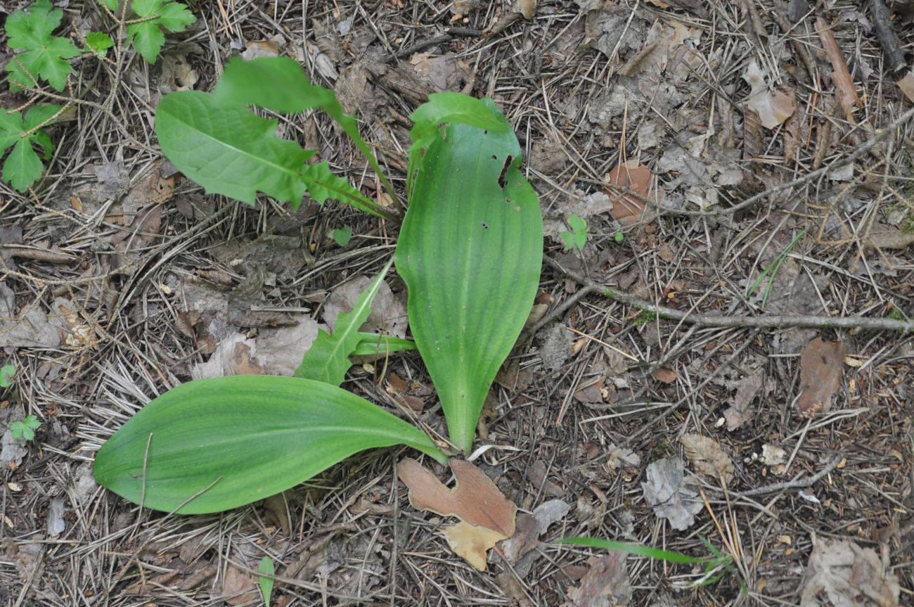 Изображение особи Platanthera chlorantha.