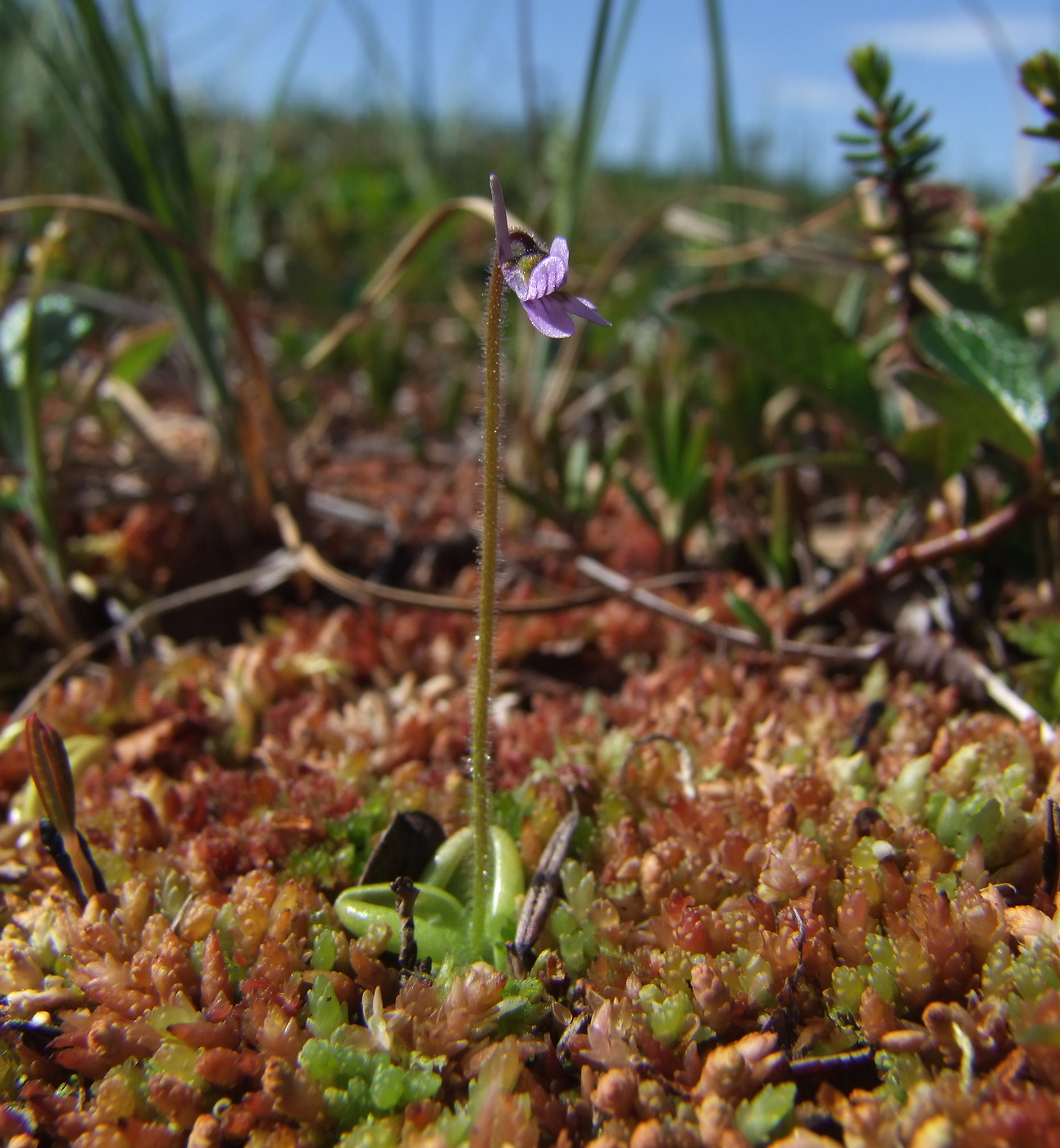 Изображение особи Pinguicula villosa.