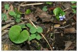 Viola epipsila