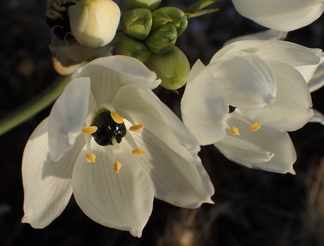 Image of Ornithogalum arabicum specimen.