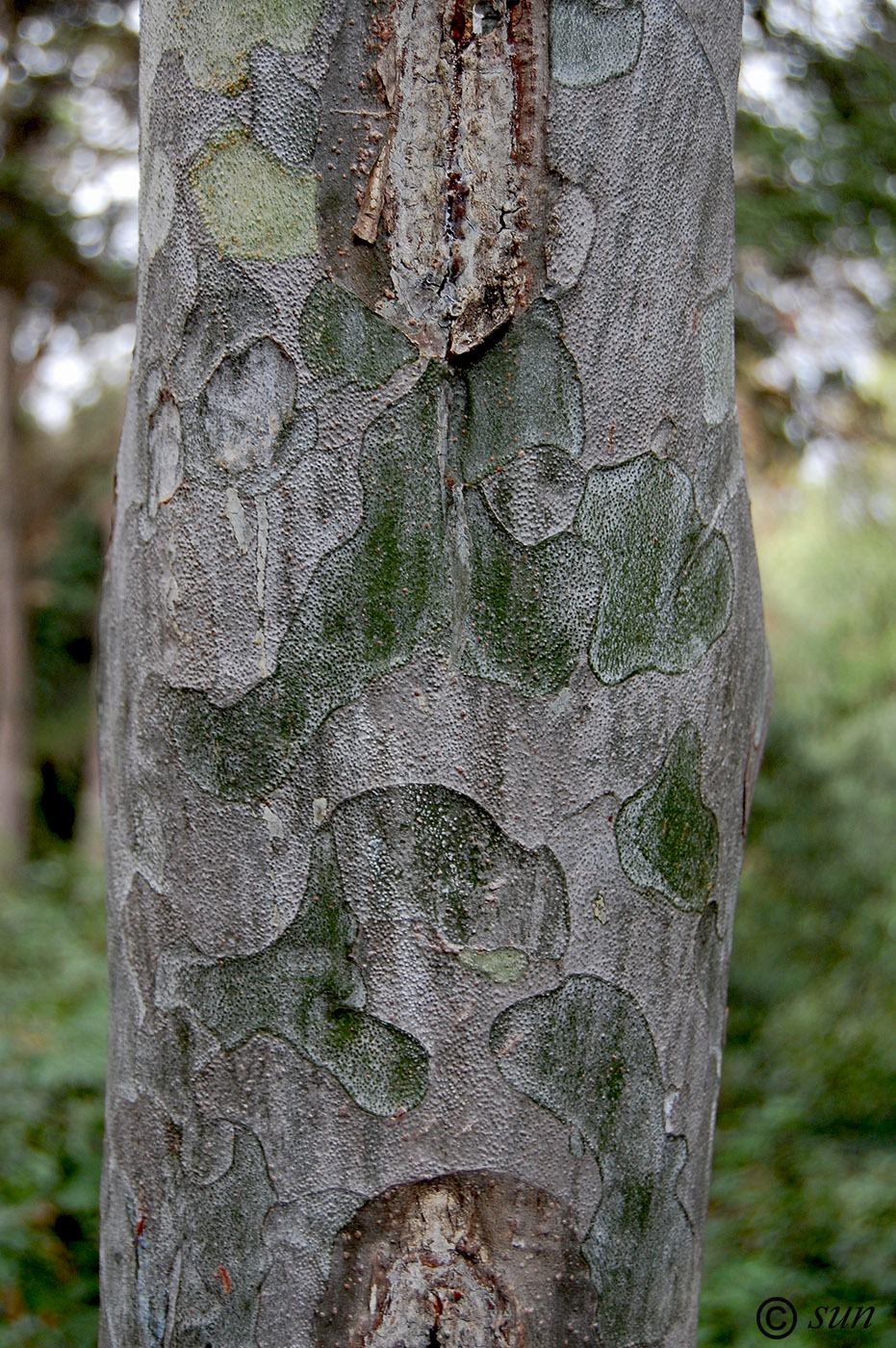 Image of Pinus bungeana specimen.