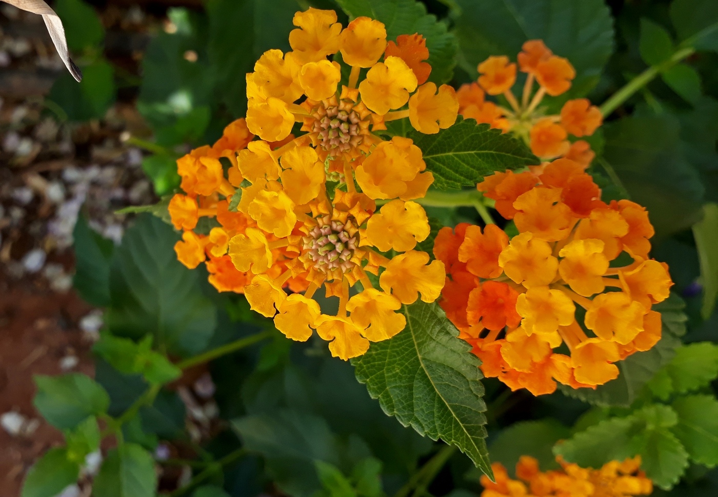 Image of Lantana camara specimen.