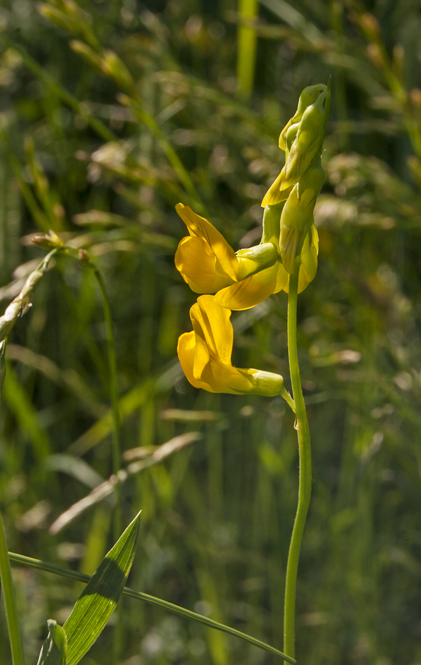 Image of Lathyrus pratensis specimen.