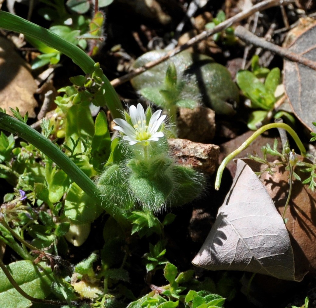 Image of Cerastium brachypetalum ssp. roeseri specimen.