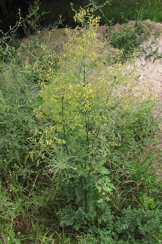 Image of Thalictrum minus specimen.