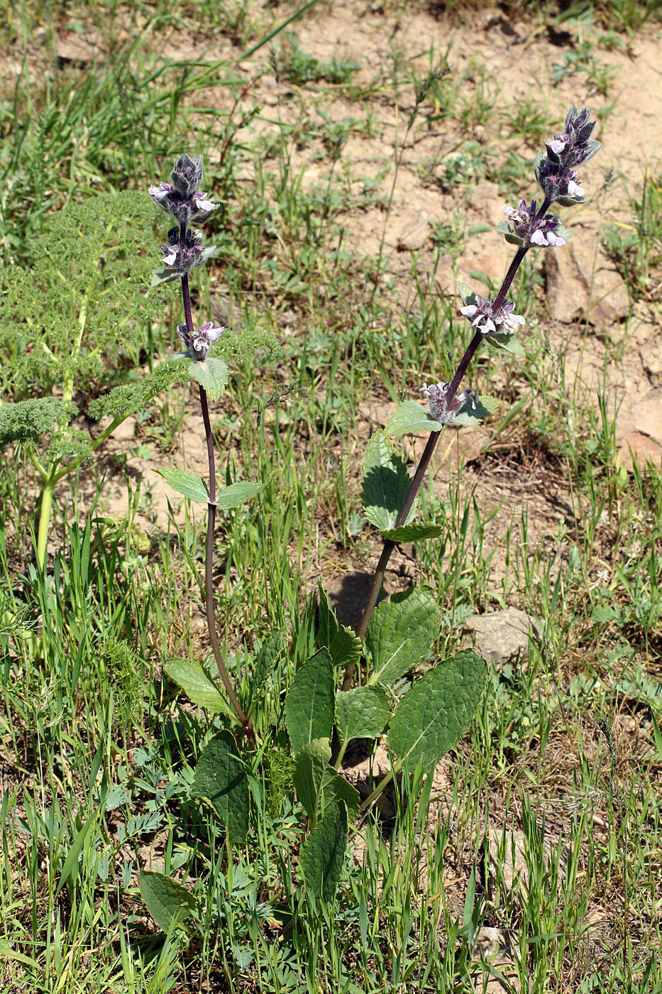 Image of Phlomoides angreni specimen.